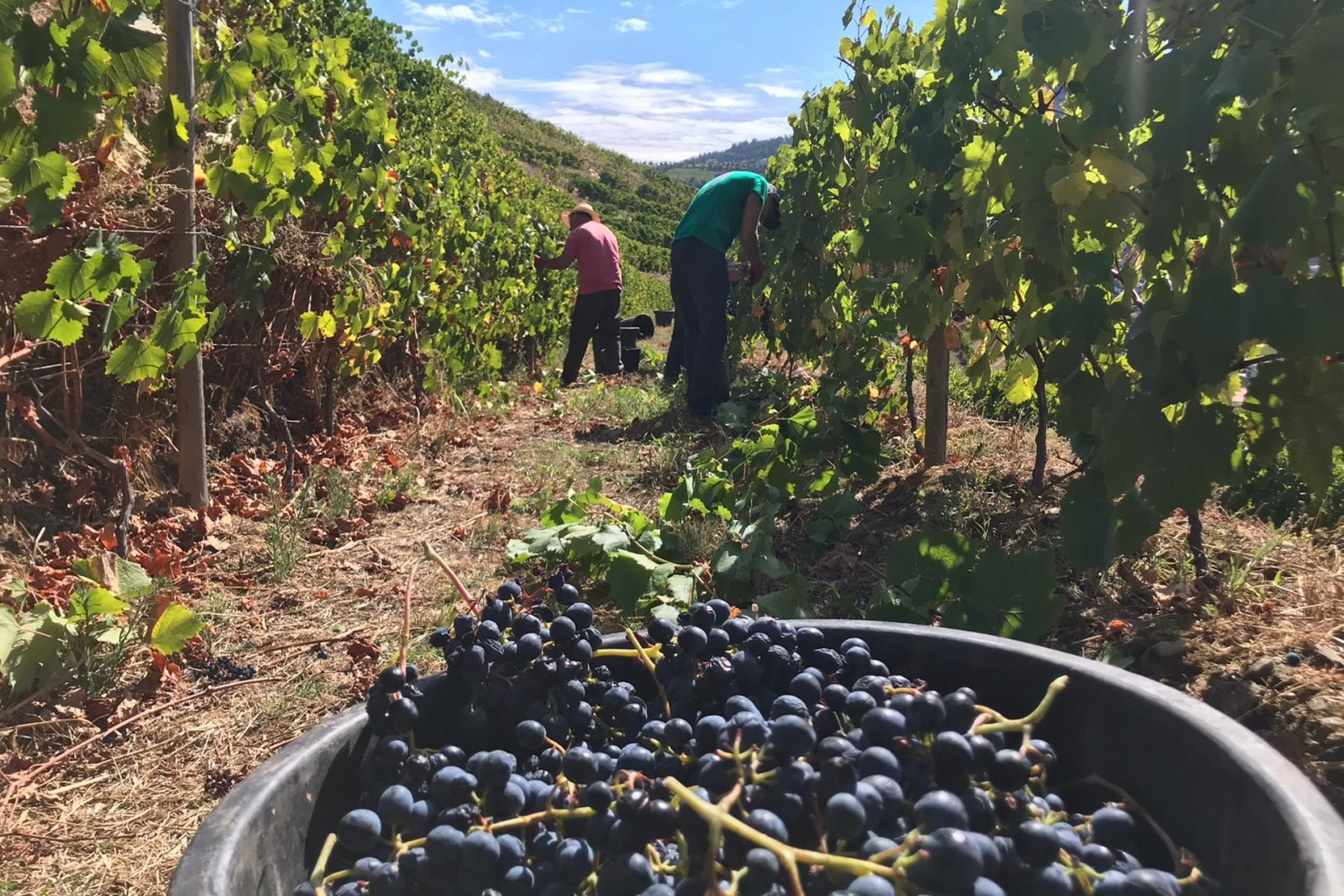 Visita da Ministra ao DOURO